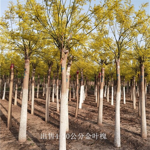 新疆塔城金葉槐價格,樹形美觀