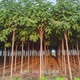 重慶紅花刺槐圖