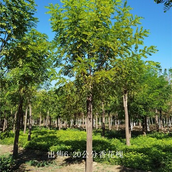 河南安阳香花槐