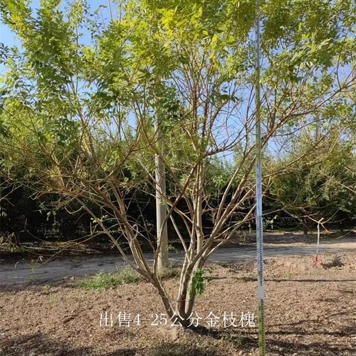 寧夏吳忠金枝槐產(chǎn)地,金枝國(guó)槐