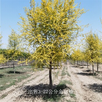 山西晉城金葉榆產(chǎn)地,黃葉榆