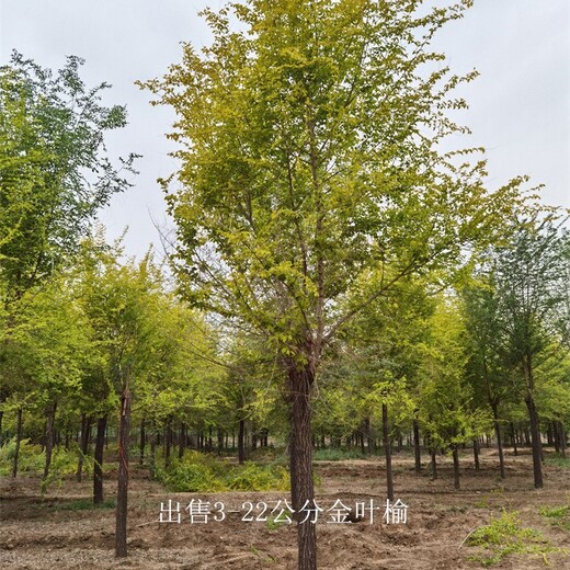 寧夏固原金葉榆報(bào)價(jià),黃葉榆