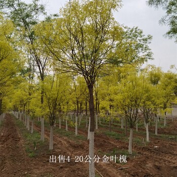 河南濮陽金葉槐產地,國槐樹