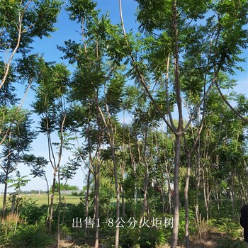 安徽淮南火炬樹產(chǎn)地,高存活率