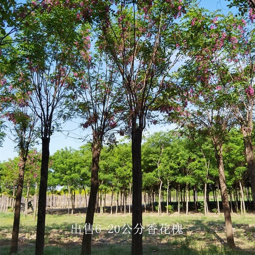 香花槐產(chǎn)地,質(zhì)量?jī)?yōu)良