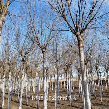 四川南充馒头柳产地,观赏性强