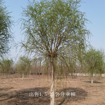 江西景德鎮垂柳,青皮垂柳