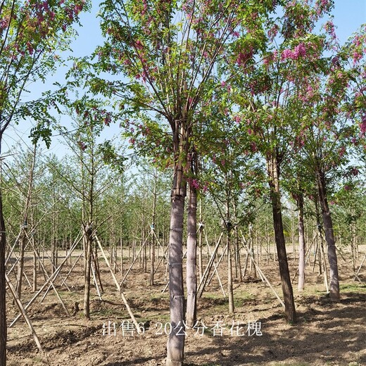 云南红河香花槐供应