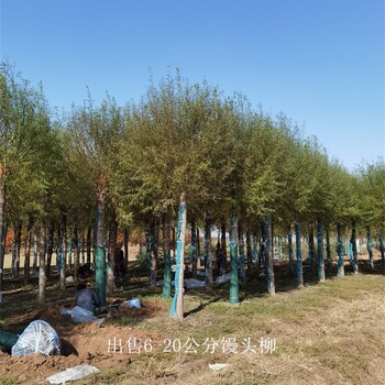 湖北潛江饅頭柳批發(fā),景觀價值高