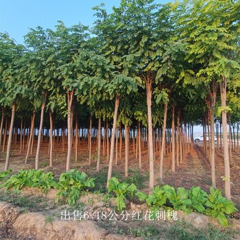 四川涼山紅花刺槐報價