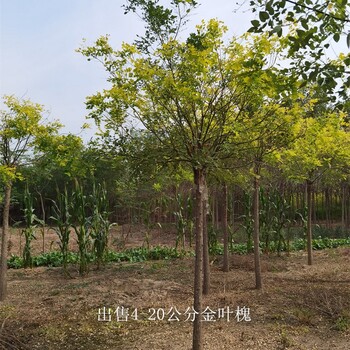 15公分金葉槐價(jià)格,樹形美觀
