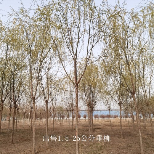 福建寧德垂柳,青皮垂柳