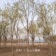 蕪湖垂柳圖