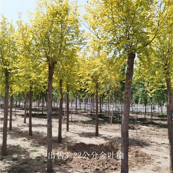 20公分金葉榆價格,黃葉榆