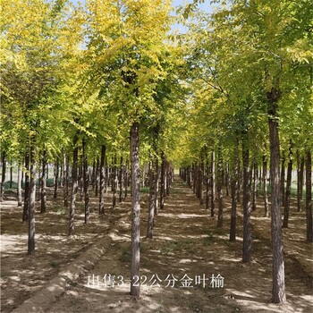 保定金葉榆,4公分金葉榆價格,多種規格,種植基地