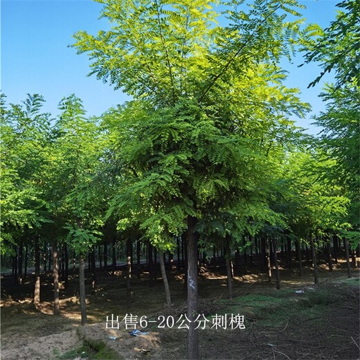 重慶酉陽刺槐批發(fā),白花刺槐