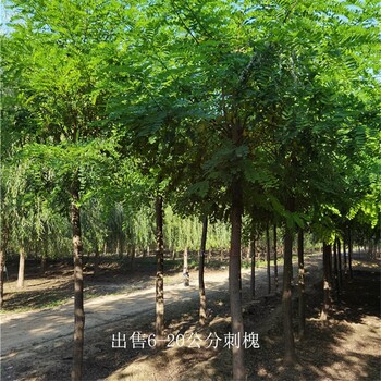 新疆石河子刺槐產(chǎn)地,洋槐樹