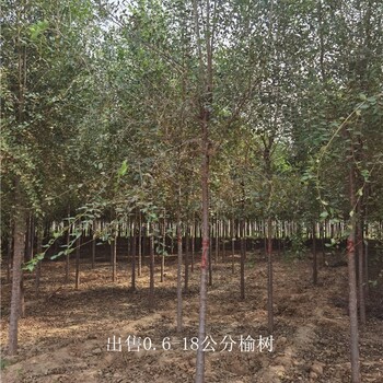 世澤園林-苗圃供應-榆樹基地-開具檢疫-高存活率