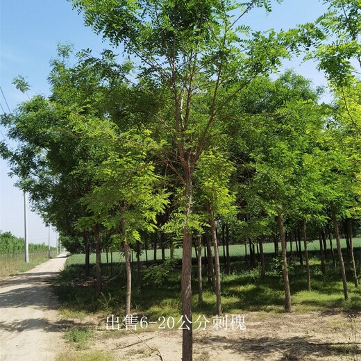 甘肅隴南刺槐樹