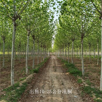 12公分法桐批發,好養易活