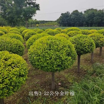 甘肅甘南金葉榆出售,黃葉榆