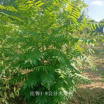 寧夏銀川火炬樹批發(fā),高存活率