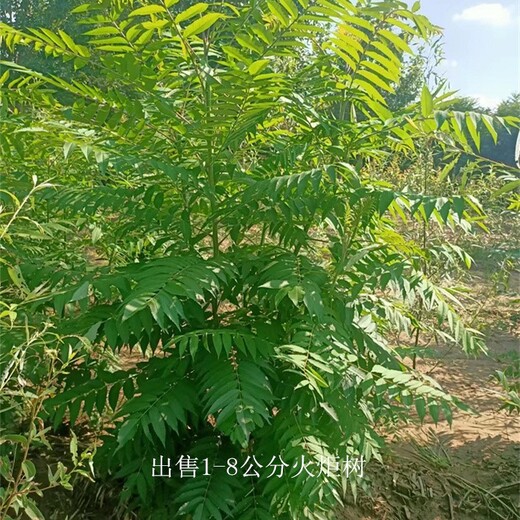 西藏昌都火炬樹(shù)基地,高存活率