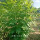內(nèi)蒙古興安盟火炬樹,高存活率圖