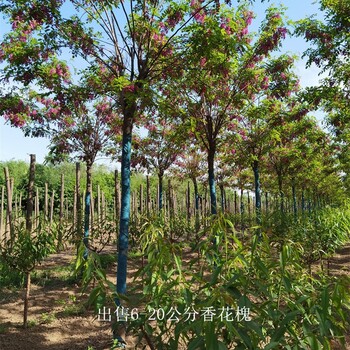云南德宏香花槐