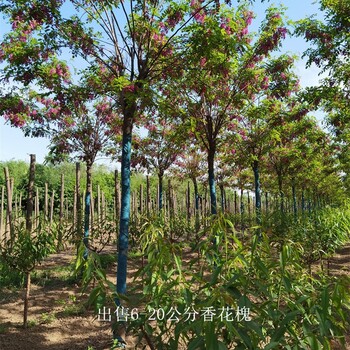 新疆吐鲁番香花槐树,质量优良