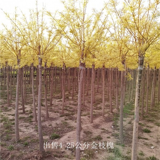 云南麗江金枝槐價格,樹大型好