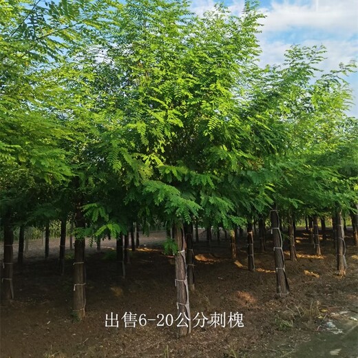 新疆鐵門關刺槐,白花刺槐