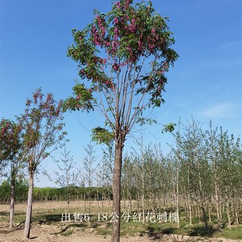 陕西咸阳红花刺槐