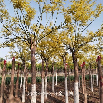 金葉槐樹-種植基地-世澤園林-實地看苗-鮮活易養