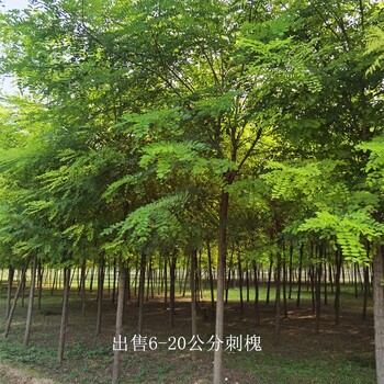 陜西咸陽刺槐