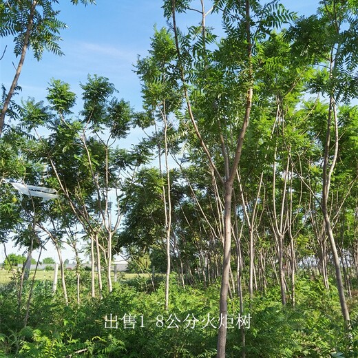 陜西西安火炬樹價(jià)格,高存活率