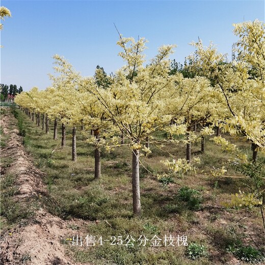 湖北咸寧金枝槐產(chǎn)地,金枝國(guó)槐