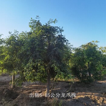包裝精良-10公分龍爪槐