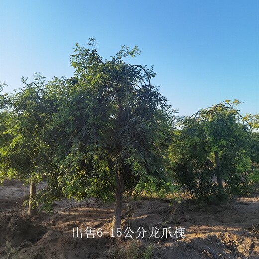 基地加農(nóng)戶-出售龍爪槐