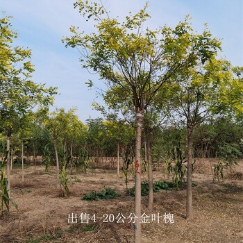 世澤園林-基地種植-嫁接金葉槐-土球發貨-實地考察