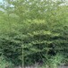 河南开封,2至3米高,金镶玉竹绿化
