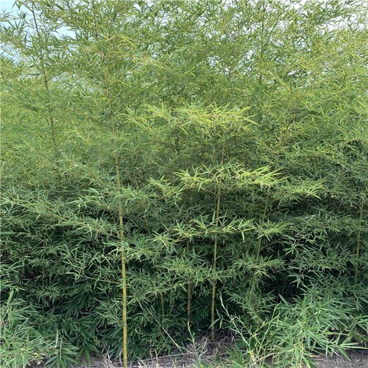 河南焦作,1至2米高,金镶玉竹基地