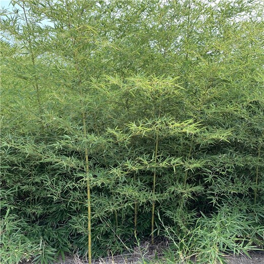 三門峽,3米高,金鑲玉竹觀賞竹