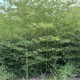 安陽圖