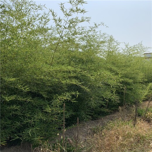 河南洛阳,2至3米高,金镶玉竹绿化