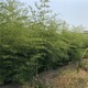 金鑲玉竹圖