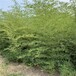 河南洛阳,4至5米高,金镶玉竹绿化