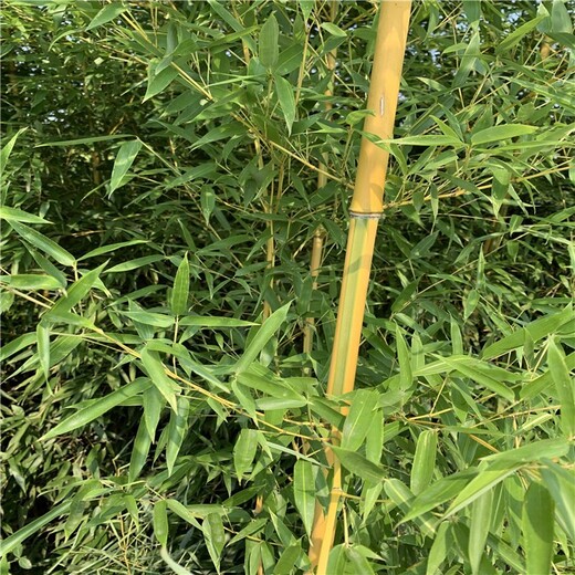河南濮阳,3至4米高,金镶玉竹绿化