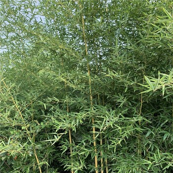 1.5公分金鑲玉竹信陽常綠灌木