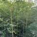 河南郑州,5米高,金镶玉竹苗圃